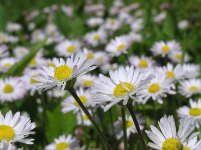 Madeliefje is dé nationale bloem