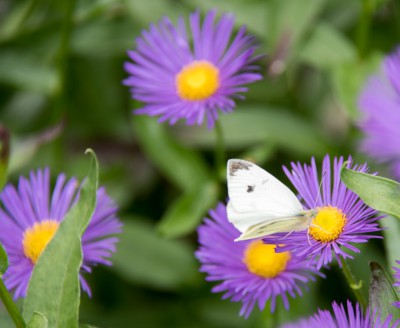 Week van de groene tuin