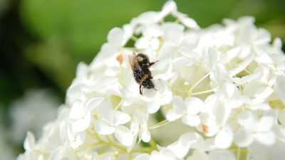 De levende tuin