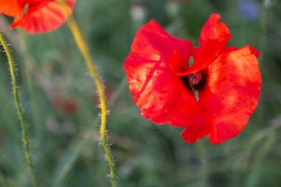 Plantenblindheid