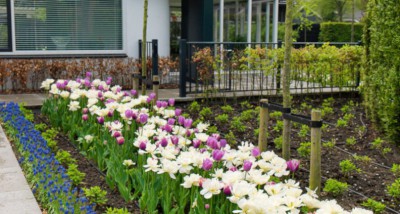 Met Bloembollen meer bijen en vlinders in de tuin