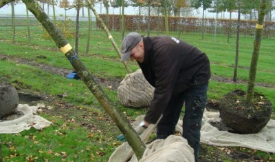 Wanneer bomen planten