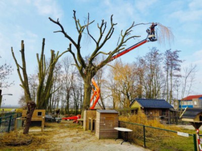 Bomen snoeien