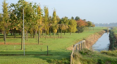 Bomen kopen