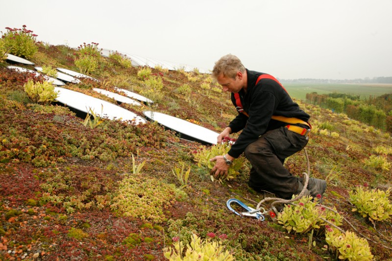 Medewerker daktuinen